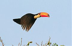 Toco Toucan